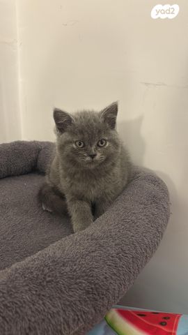 תמונת מודעה - חיות מחמד