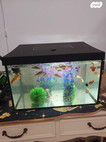 תמונת מודעה - חיות מחמד