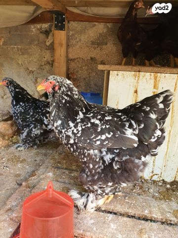 תמונת מודעה - חיות מחמד