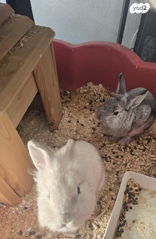 תמונת מודעה - חיות מחמד