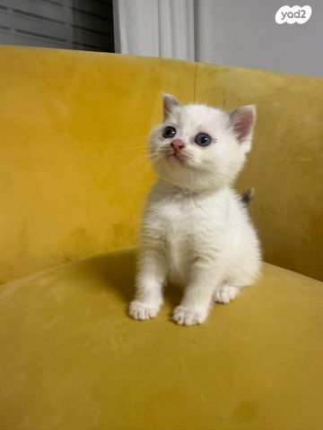 תמונת מודעה - חיות מחמד