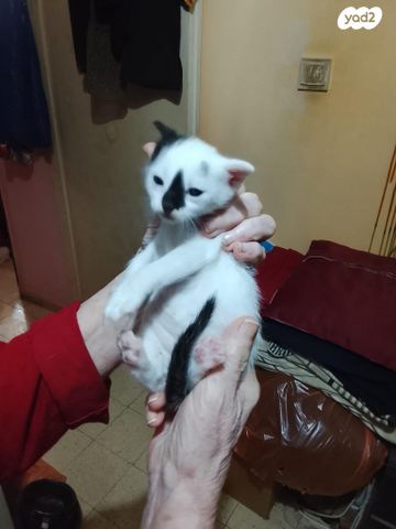 תמונת מודעה - חיות מחמד