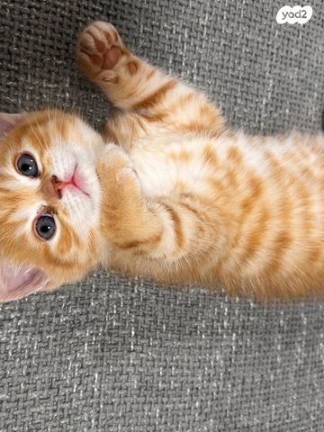 תמונת מודעה - חיות מחמד