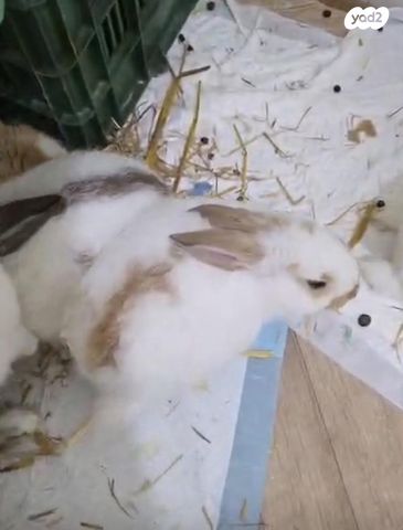 תמונת מודעה - חיות מחמד