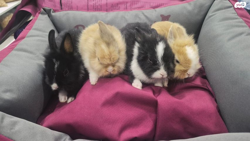 תמונת מודעה - חיות מחמד