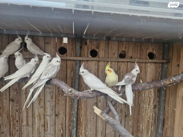 תמונת מודעה - חיות מחמד