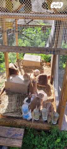 תמונת מודעה - חיות מחמד