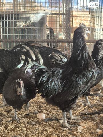 תמונת מודעה - חיות מחמד