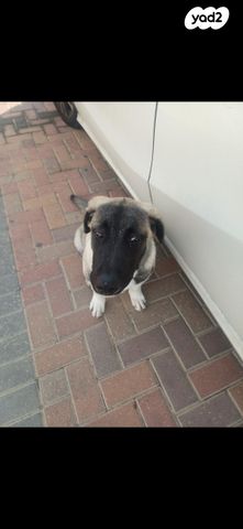 תמונת מודעה - חיות מחמד