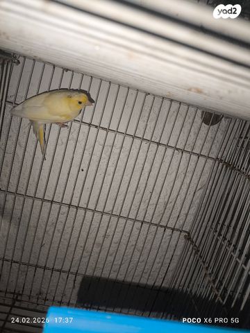 תמונת מודעה - חיות מחמד