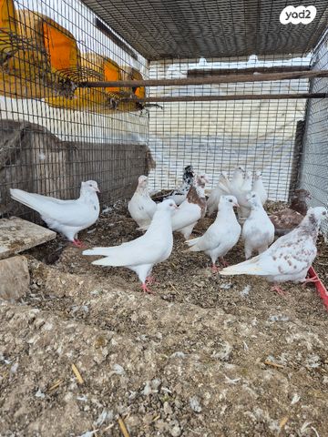 תמונת מודעה - חיות מחמד