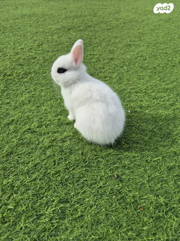 תמונת מודעה - חיות מחמד