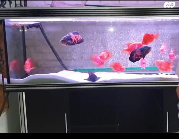 תמונת מודעה - חיות מחמד