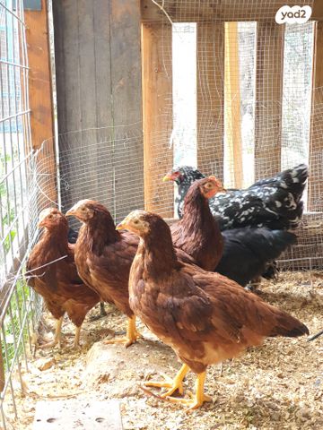 תמונת מודעה - חיות מחמד