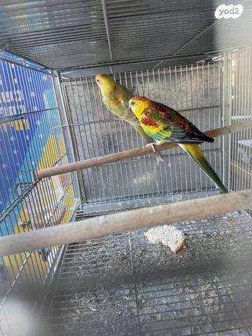 תמונת מודעה - חיות מחמד