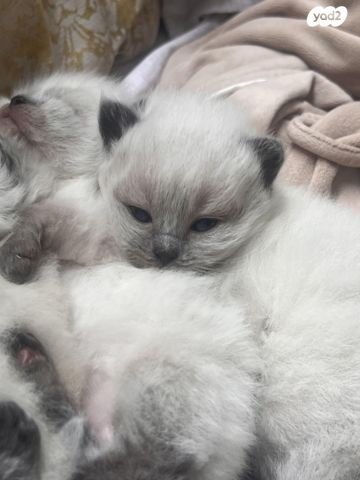 תמונת מודעה - חיות מחמד