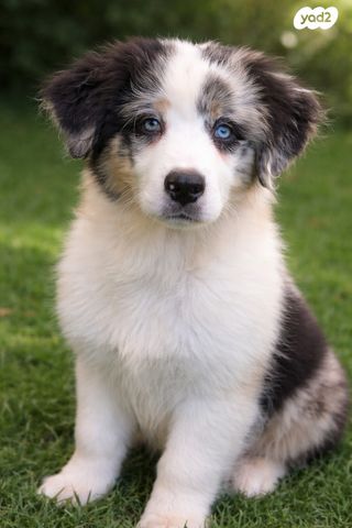 תמונת מודעה - חיות מחמד