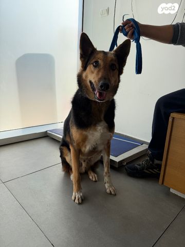 תמונת מודעה - חיות מחמד