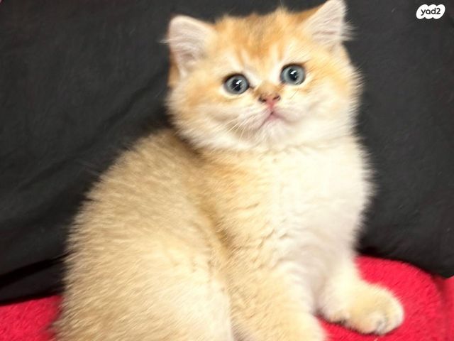 תמונת מודעה - חיות מחמד