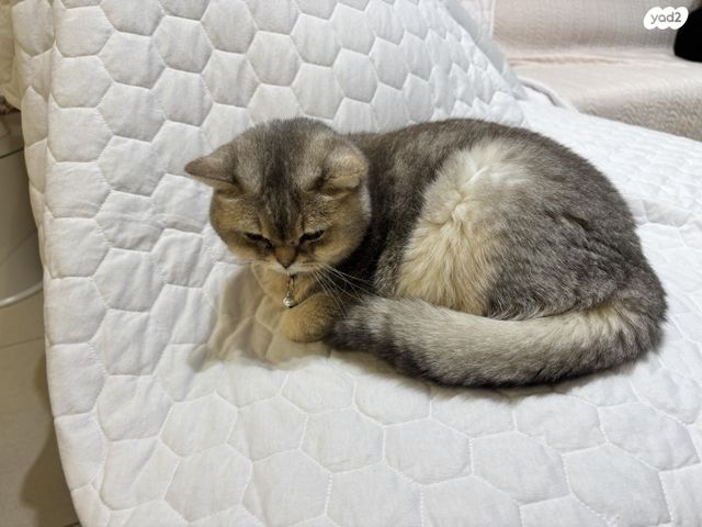 תמונת מודעה - חיות מחמד