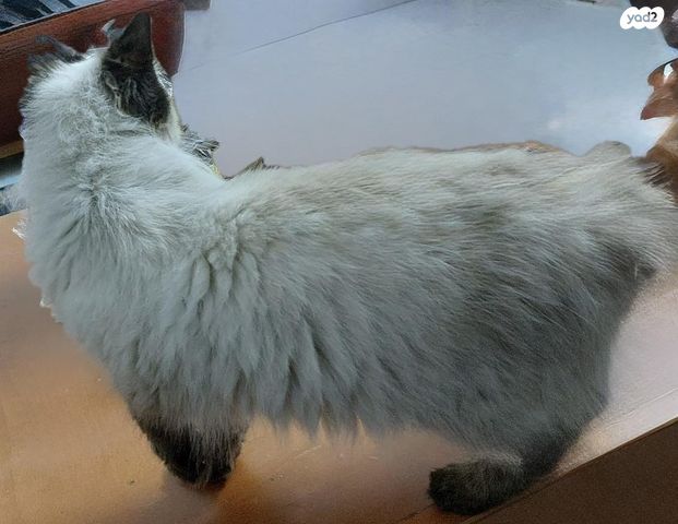 תמונת מודעה - חיות מחמד