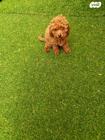 תמונת מודעה - חיות מחמד