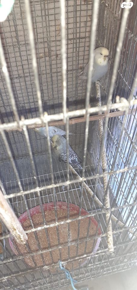 תמונת מודעה - חיות מחמד