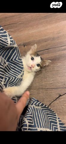 תמונת מודעה - חיות מחמד