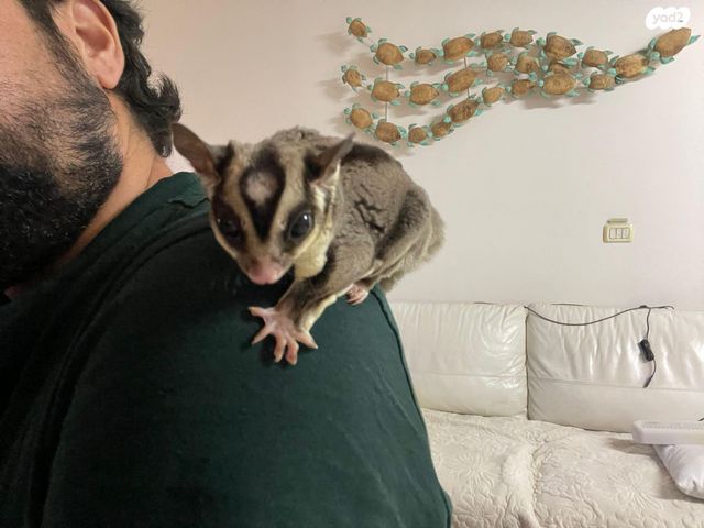 תמונת מודעה - חיות מחמד