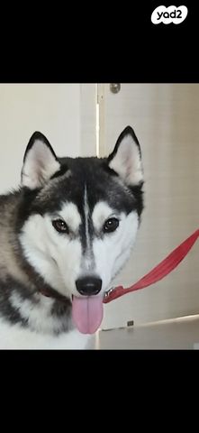 תמונת מודעה - חיות מחמד