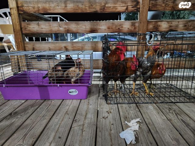 תמונת מודעה - חיות מחמד