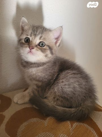 תמונת מודעה - חיות מחמד