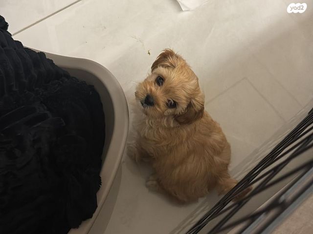 תמונת מודעה - חיות מחמד