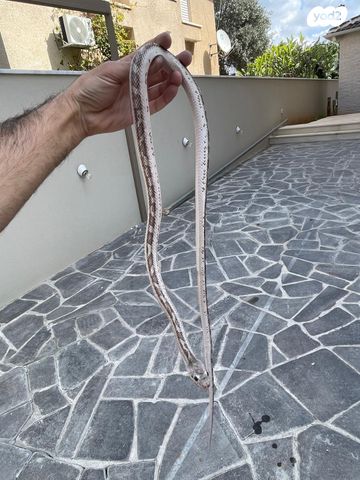 תמונת מודעה - חיות מחמד