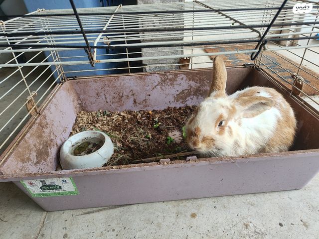 תמונת מודעה - חיות מחמד