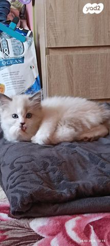 תמונת מודעה - חיות מחמד