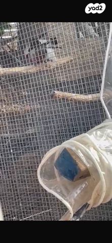 תמונת מודעה - חיות מחמד