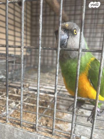 תמונת מודעה - חיות מחמד