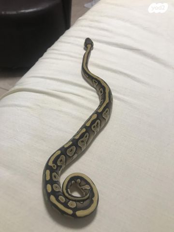 תמונת מודעה - חיות מחמד