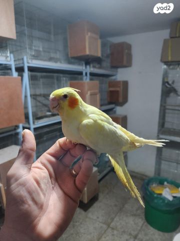 תמונת מודעה - חיות מחמד