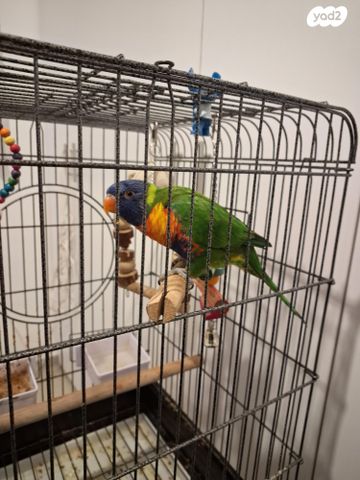 תמונת מודעה - חיות מחמד