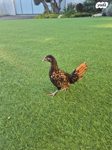 תמונת מודעה - חיות מחמד