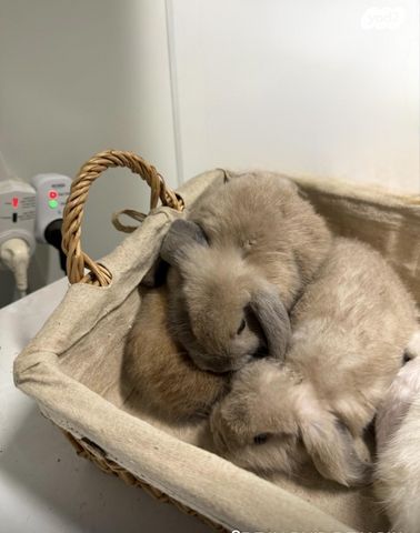 תמונת מודעה - חיות מחמד