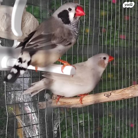 תמונת מודעה - חיות מחמד