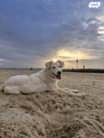 תמונת מודעה - חיות מחמד