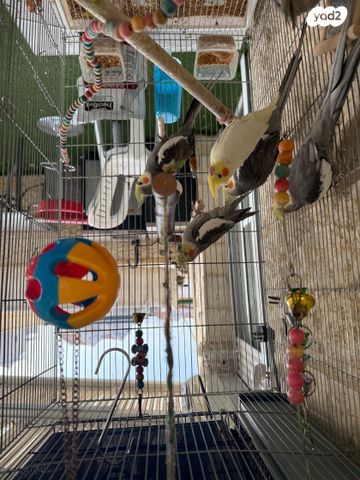 תמונת מודעה - חיות מחמד