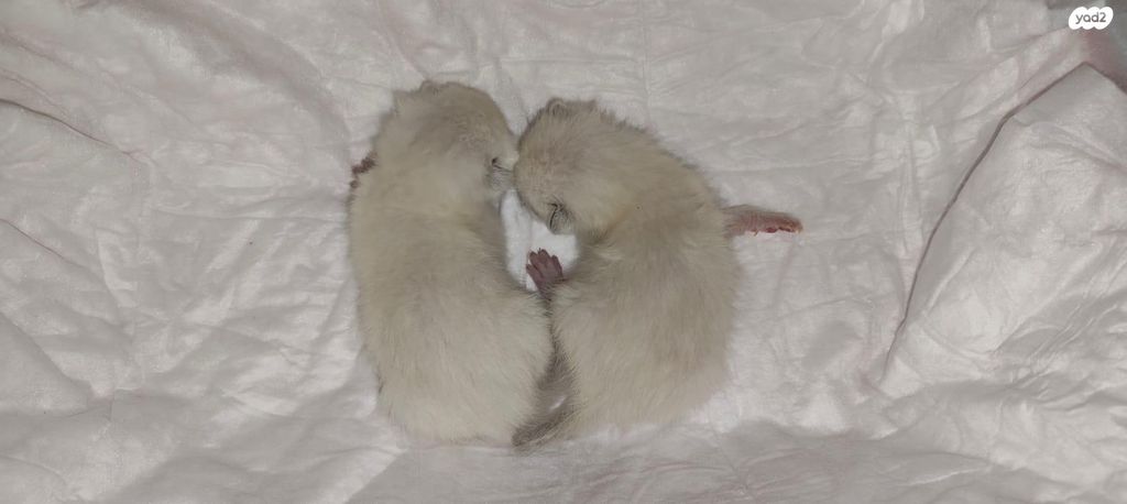 תמונת מודעה - חיות מחמד