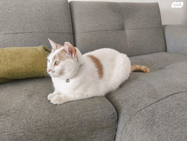 תמונת מודעה - חיות מחמד