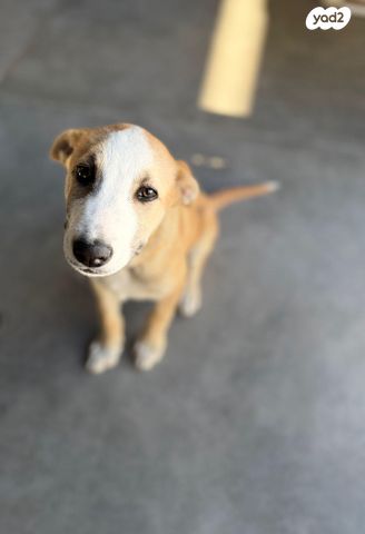 תמונת מודעה - חיות מחמד