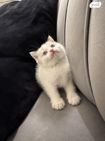 תמונת מודעה - חיות מחמד